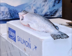  HỒI NAUY TƯƠI NGON CON 7KG AH tại Quảng Nam