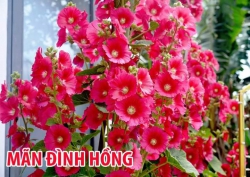 Mãng Đình Hồng Dòng F1 tại Quảng Nam