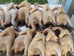 Hết gà, cần người ăn gà cùng hàng cuối tuần tại Quảng Nam