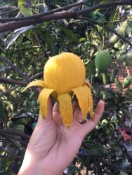 Xoài min EASUP tại Quảng Nam