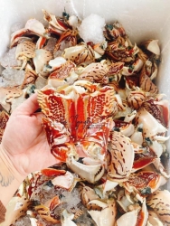 Ghế Càng Cúm mới vô nhiều, giá rẻ tại Quảng Nam