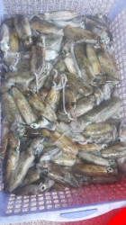 Bài viết bán mực lá mini tại Quảng Nam