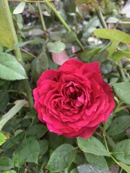 Hồng về rồi khách ơi.. Ghé vô kiệt 365 Trần Thủ Độ, điện nam bắc lựa mua hoa tại Quảng Nam