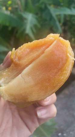 sumbuche ao ngon Bao sạch. giá rẻ bất ngờ tại Quảng Nam