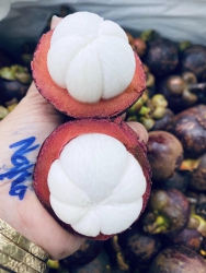 Măng cụt thái siêu ngon tại Quảng Nam