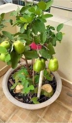 Ổi Lê, Ổi Nữ Hoàng Đang Nụ Và Trái Non tại Quảng Nam