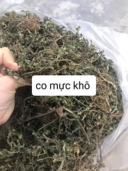 CÂY CỎ MỰC (CÂY NHỌ NỒI) tại Quảng Nam