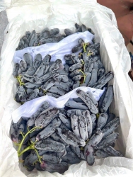 y tại Quảng Nam