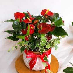 Hồng môn hoa đỏ kép Màu của may mắn Hàng sẵn sum đẹp tại vườn 79 DESIGN tại Quảng Nam
