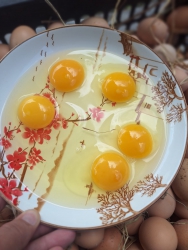 Trứng gà chất lượng tại Nhà tôi tại Quảng Nam