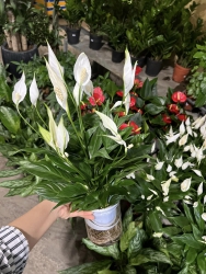 CÔNG TY TNHH TƯ VẤN THIẾT KẾ ĐẦU TƯ XÂY DỰNG 79DESIGN Văn phòng / Cơ sở vườn cây xanh 79GARDEN tại Quảng Nam