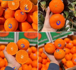 Quýt Úc Ngọt Thơm tại Quảng Nam