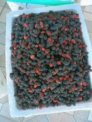 Mai e có sĩ bán dâu tằm tươi tại Quảng Nam