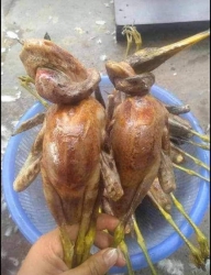 E còn 4 cặp chim cói wuê em tại Quảng Nam