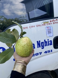 Ổi ri đây bỉu ren ko ngọt như mật, lô ổi cực phẩm ngày ni khách nhận hơi bị đã nha Ko giòn ngọt e tại Quảng Nam