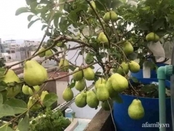 Ổi lê, ổi nữ hoàng đang nụ và trái non tại Quảng Nam