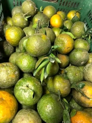 Cam lên màu như hình tại Quảng Nam