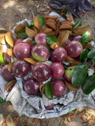 Vú sữa tím lò rèn - Ngọt sợt nha - Chạy số lượng 3 kí tại Quảng Nam