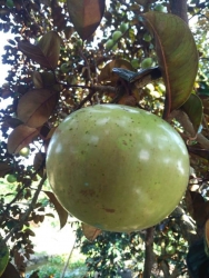 Mai e có vú sữa bơ hồng tiền giang vườn nhà trồng ạ tại Quảng Nam