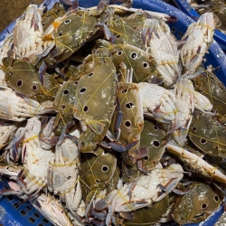 Ghẹ 3 chấm TO : #99kkk / 1kg tại Quảng Nam