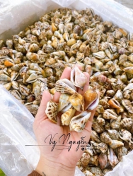 Chào mừng trở lại với ốc nhảy tại Quảng Nam