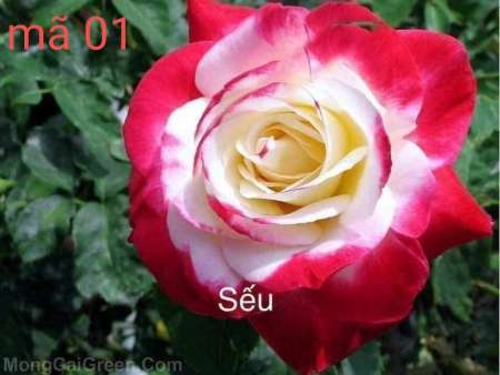 bán hoa hồng ngoại dâm cành cực đẹp tại Quảng Nam