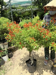 Sẵn Cặp giấy thế hoa cam như hình tại Quảng Nam