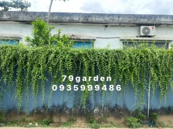 Cúc tần siêu đẹp tại Quảng Nam