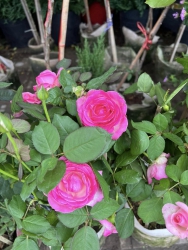 Hoa hồng hoa treo em về đủ loại tại Quảng Nam