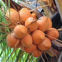 Dừa xiêm mã lai tại Quảng Nam