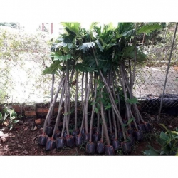 i ngon tại Quảng Nam