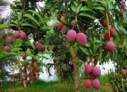 Mới về lô xoài tím cây đẹp lắm tại Quảng Nam