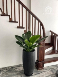 Cây đế vuông xanh lá đẹp sang sáng bóng tại Quảng Nam