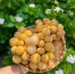 Bán Bòn Bon Thái Ngọt Lịm tại Quảng Nam