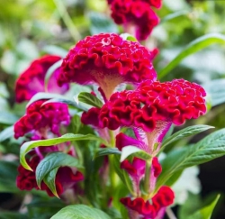 Mồng gà búa Hoa chơi lâu tàng Màu đỏ rực rỡ giờ mua về trồng tết có vườn hoa đẹp rẻ tại Quảng Nam