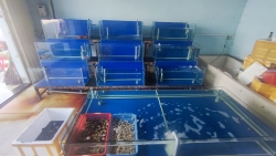 Cần thanh lý full dàn hồ hải sản tại Quảng Nam