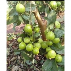 Ổi Lê Siêu Trái tại Quảng Nam