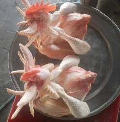 Gà cúng gà thịt liên hệ em nhé tại Quảng Nam