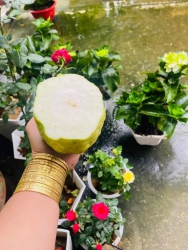 Hoa Quả Hén Ngọt tại Quảng Nam