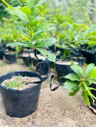Mưa bão giảm rồi khách ghé mua mai về chơi thôi nào tại Quảng Nam