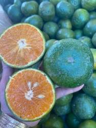 Cam đỏ ngọt lịm tại Quảng Nam