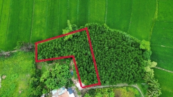 Mảnh đất ở view đồng 14m ngang, sổ hồng đầy đủ, giá Hơn 2 tỷ tại Quảng Nam