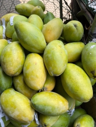 n lô xoài keo xanh ruột vàng tại Quảng Nam