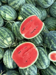 Dưa sọc Mỹ ngon cỡ mô, tươi rói cho khách thơm lừng tại Quảng Nam