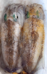 Ghe cham fun gach, tom tit, tom hum, ghe xanh e con nha khach len don e ship tại Quảng Nam