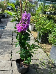 Chậu đang bông như hình tại Quảng Nam