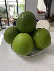 Fan của Bưởi 81 tại Quảng Nam