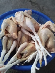 Gà mái thả vuờn làm sạch tại Quảng Nam