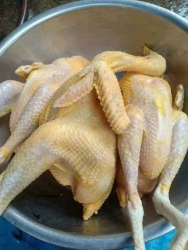 Bán gà tre sale lâu lắm, gà dai ngon tại Quảng Nam