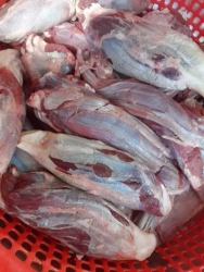Lên đơn đuôi bò tại Quảng Nam